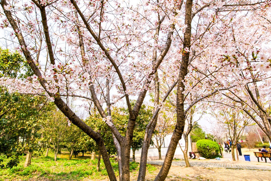 上海樱花节樱树