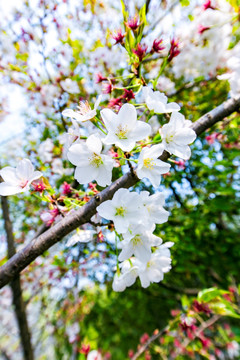 上海樱花节樱花