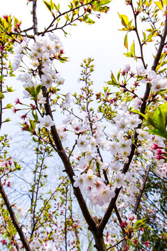 上海櫻花節(jié)櫻花