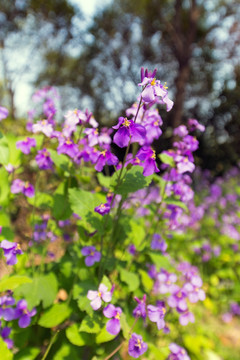 顾村公园紫色鲜花