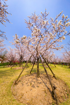 顾村公园樱花节