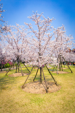 顾村公园樱花节