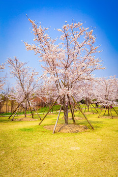 顾村公园樱花节