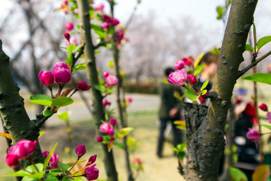 顾村公园樱花节