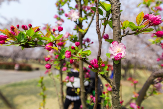 顾村公园樱花节