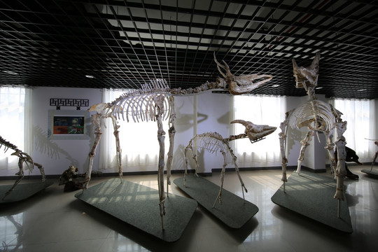化石博物馆