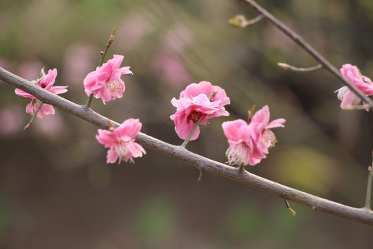 桃花