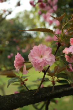 红樱花