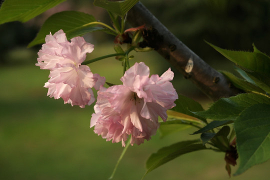 粉樱花