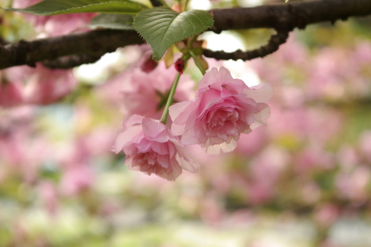 重瓣樱花