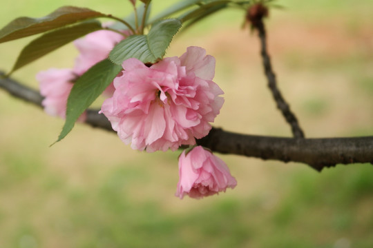 重瓣樱花