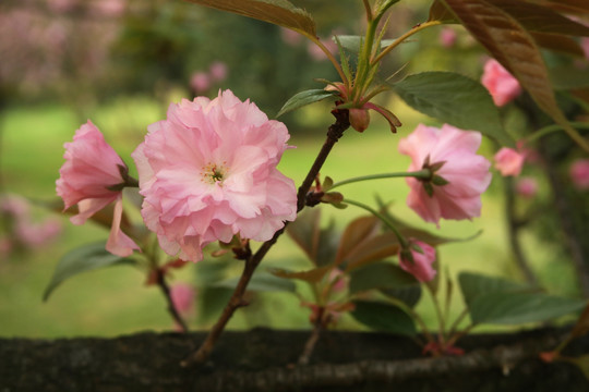 多瓣樱花