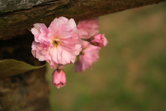 红樱花