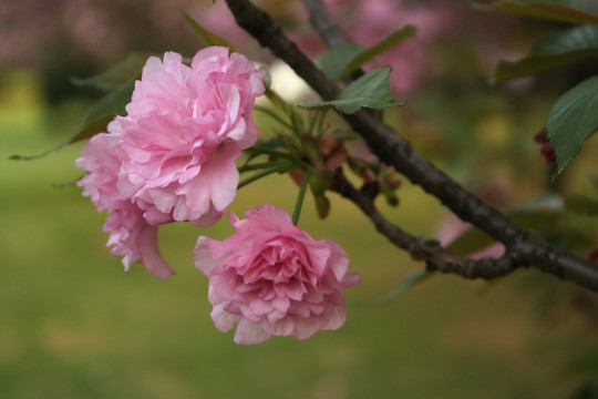 红樱花