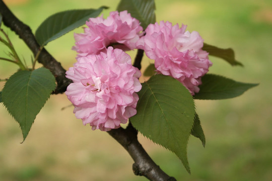 红樱花