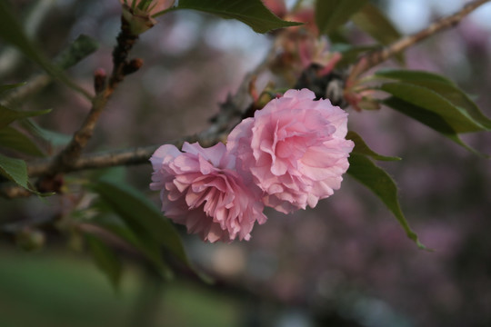 红樱花