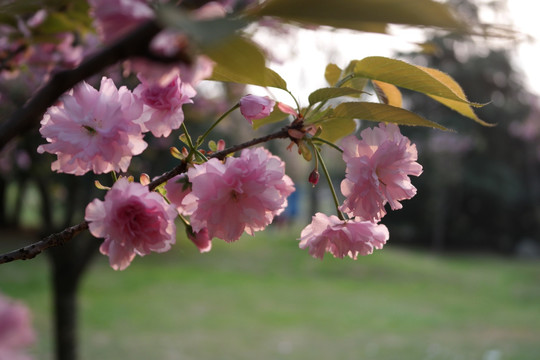 红樱花