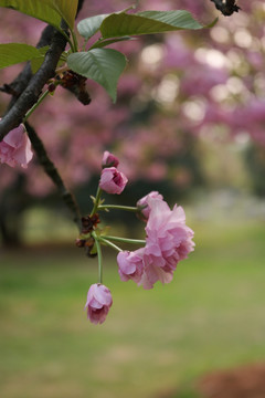 红樱花