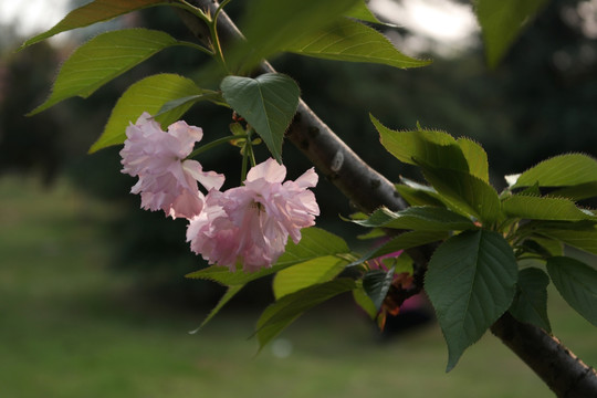 樱花