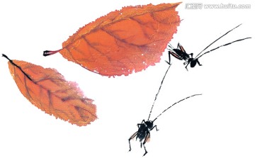 國畫素材 昆蟲