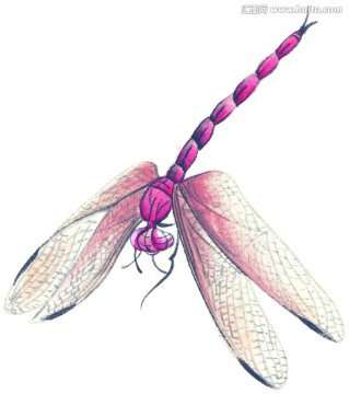 國(guó)畫(huà)素材 昆蟲(chóng)