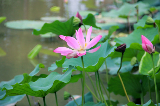 出水芙蓉 莲花 荷花