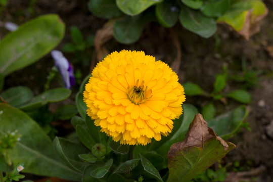 黄色菊花