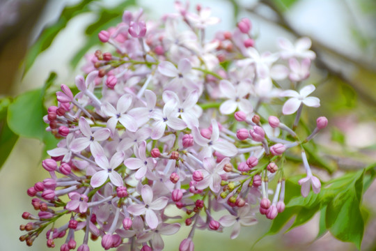 丁香花