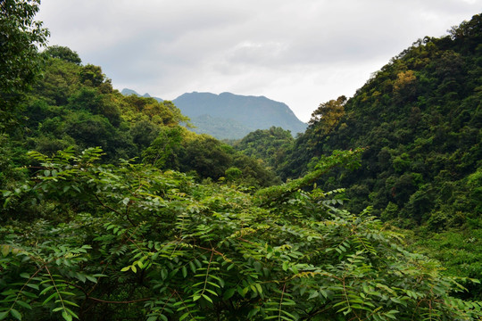 翠绿群山