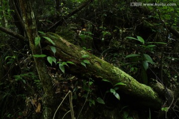 青苔老树