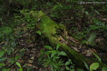 原始森林青苔老树