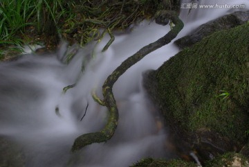 树根 流水