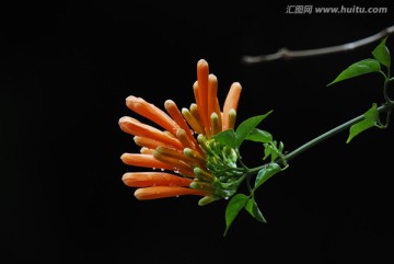 炮仗花