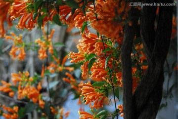 炮仗花