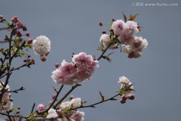 一树樱花