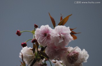 櫻花