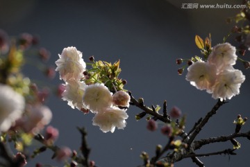 櫻花