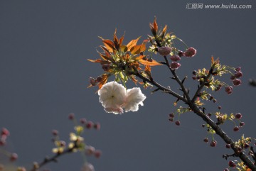 櫻花