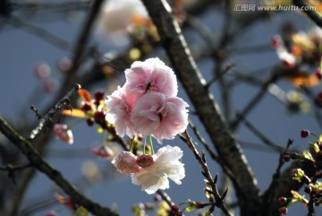 櫻花