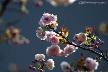 櫻花