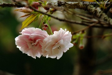 櫻花