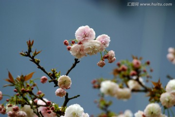 春暖花開