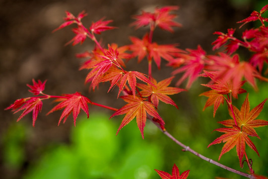 红枫