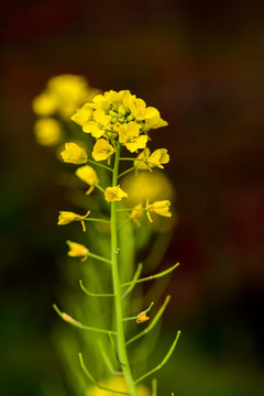 油菜花