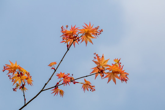 紅楓