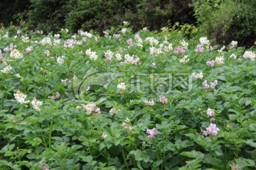 土豆開(kāi)花