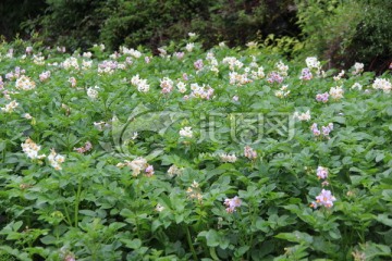 土豆开花