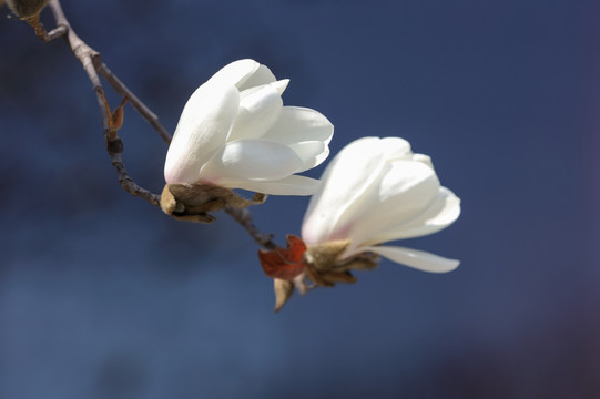 玉兰花 白玉兰 花卉 白色花朵