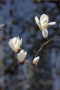 玉兰花 白玉兰 花卉 白色花朵