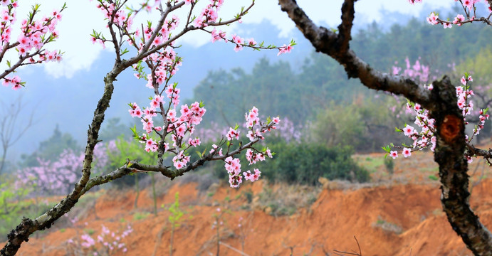 桃花园 桃花